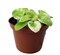 Dark Kiss Miniature African Violet - 2" Pot - Violet Collector's Series